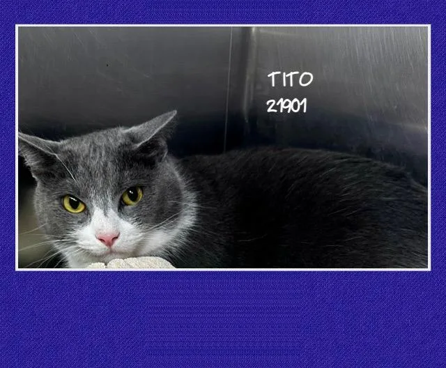 Tito thumbnail 4