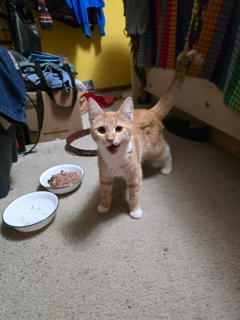 A young medium-sized female Orange & White Domestic Short Hair cat named Maisie for adoption in Zimmerman, MN