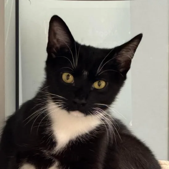 A young small-sized male Black Domestic Short Hair cat named Tux for adoption in Coralville, IA