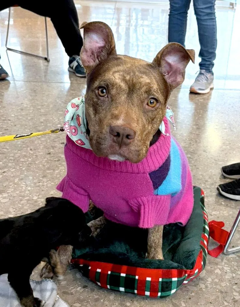 Princess thumbnail 3