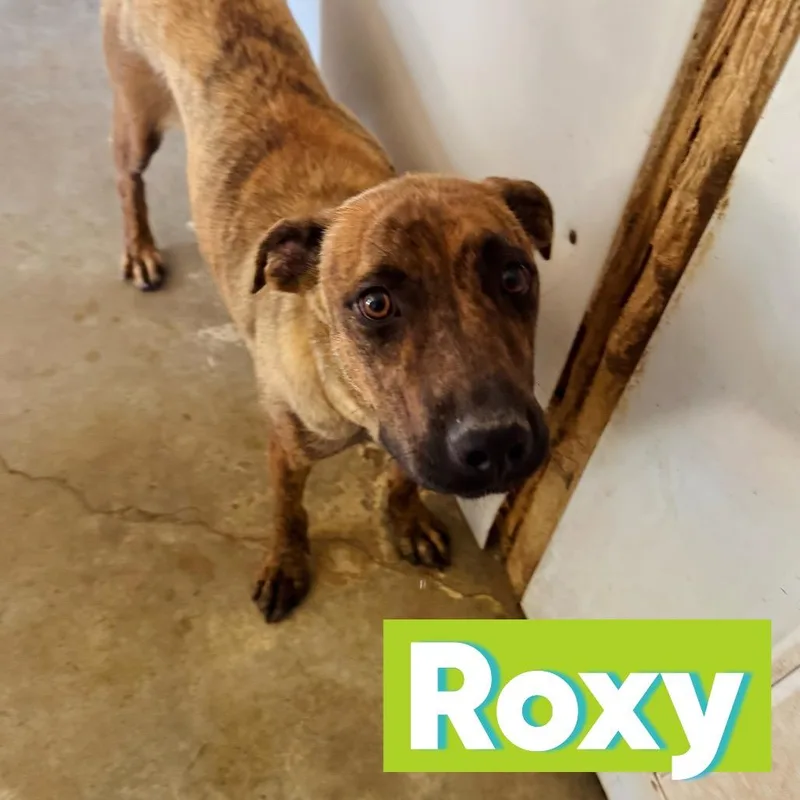 Roxy