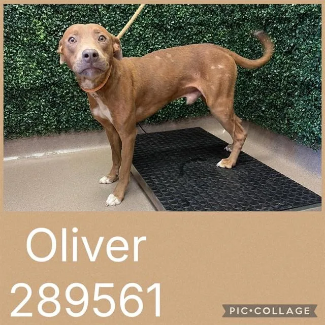 A young medium-sized male Mixed Breed dog named Oliver for adoption in Macon, GA