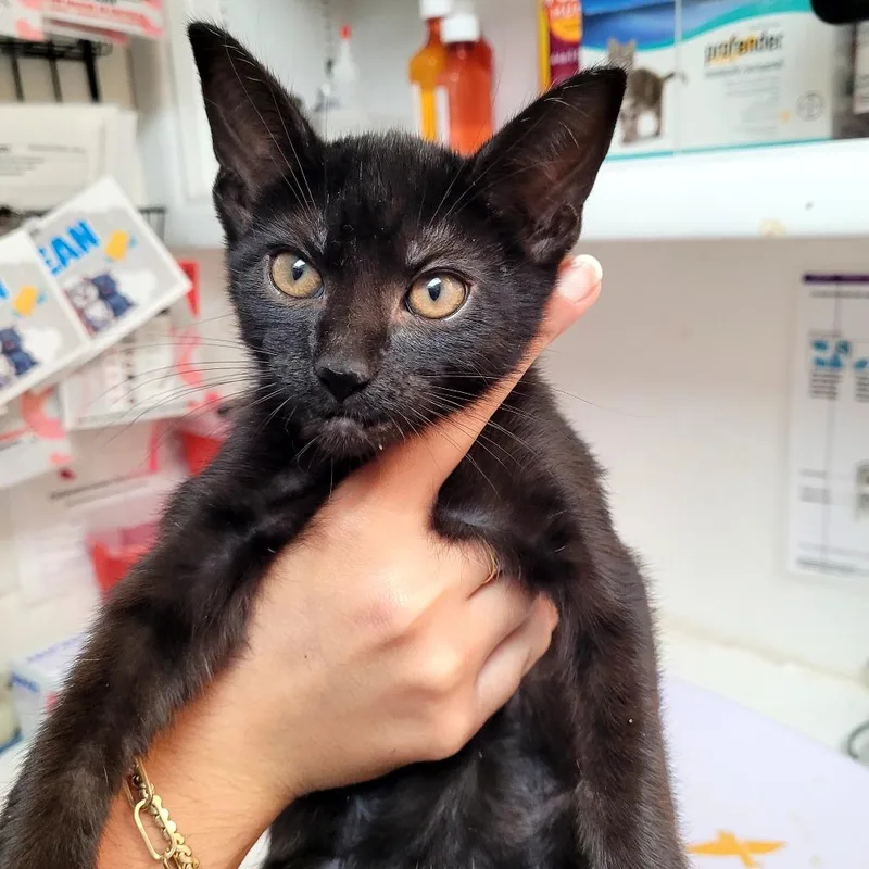 A baby small-sized male Domestic Short Hair cat named Flint for adoption in Allyn, WA