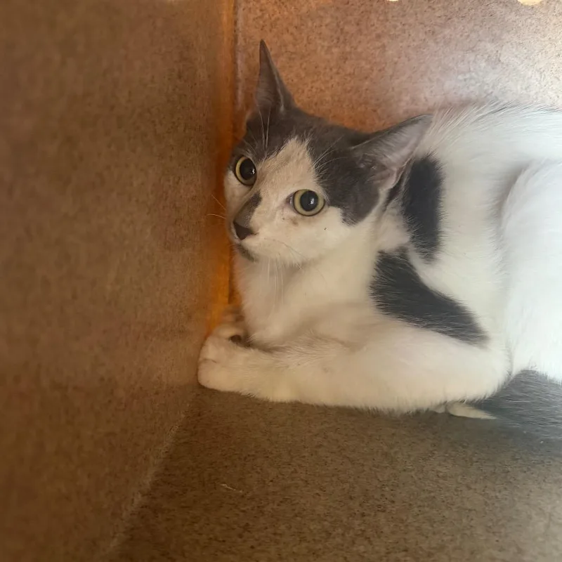 A young medium-sized female White Domestic Short Hair cat named Ray for adoption in Birmingham, AL