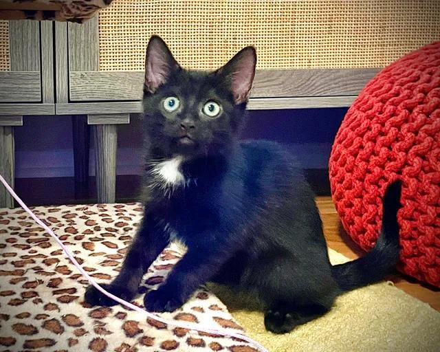 A baby small-sized female Domestic Short Hair cat named Evie for adoption in Tustin, CA