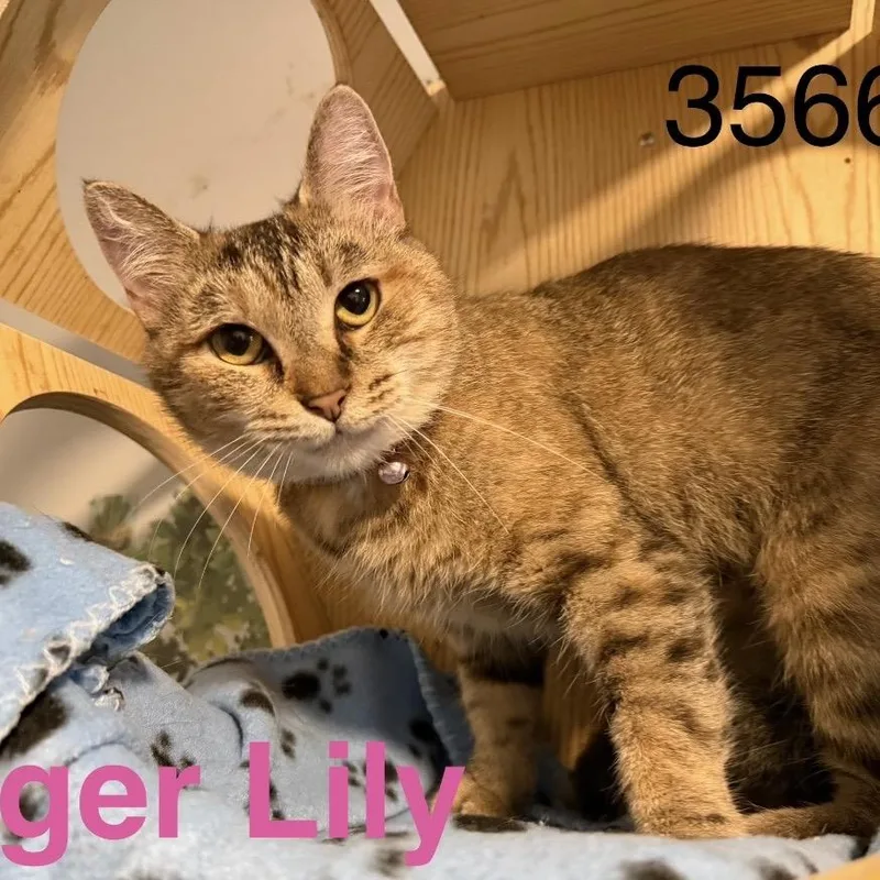 An adult small-sized female Calico Domestic Short Hair cat named Tiger lily for adoption in Sequatchie, TN