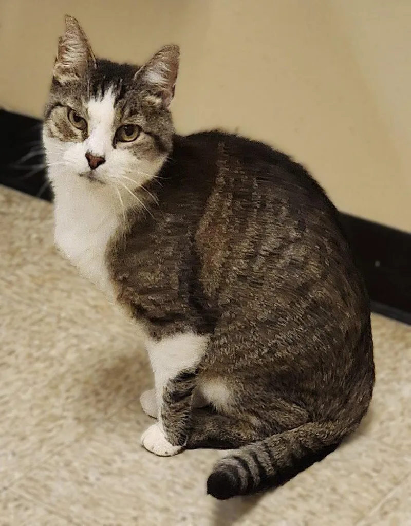 An adult medium-sized male Domestic Short Hair cat named Nutella for adoption in Herndon, VA