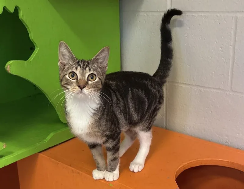 A young small-sized female Tabby (Brown / Chocolate) Domestic Short Hair cat named Lily for adoption in Columbus, IN