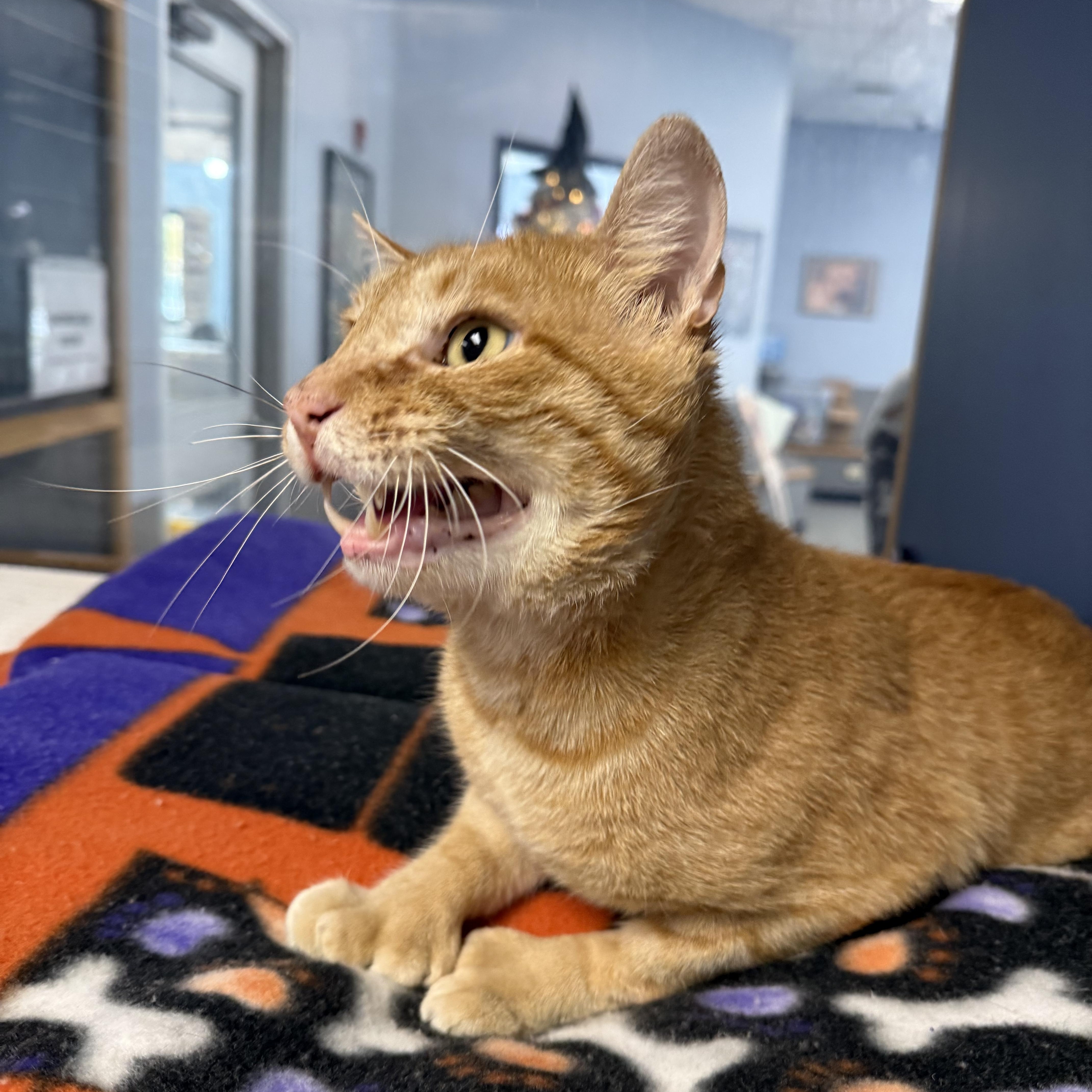 A young medium-sized male Orange & White Domestic Short Hair cat named Oswald for adoption in Yonkers, NY