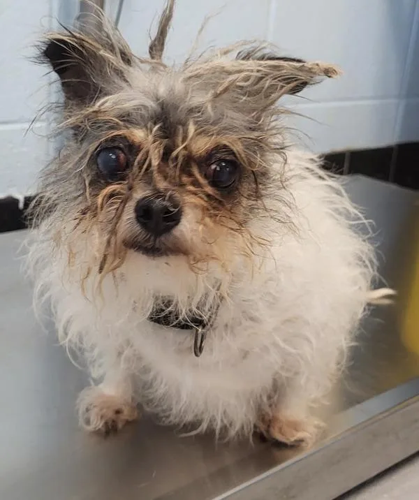 A senior small-sized female Chihuahua dog named Pen  Berry for adoption in Lawrenceville, GA