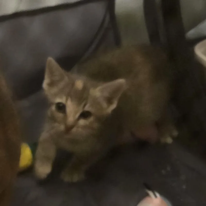 A baby small-sized female Gray / Blue / Silver Domestic Short Hair cat named Sierrac for adoption in East Saint Louis, IL