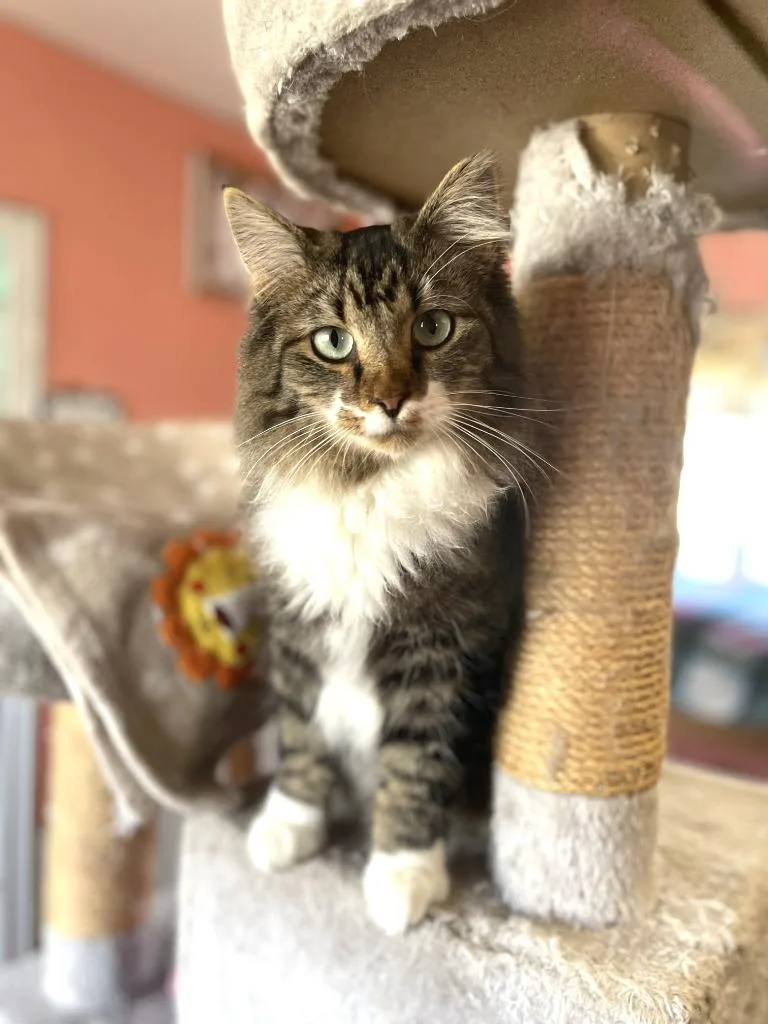 Miss Fluffy