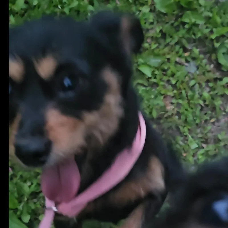 A young small-sized female Black Patterdale Terrier / Fell Terrier dog named Millie for adoption in Columbia, MO