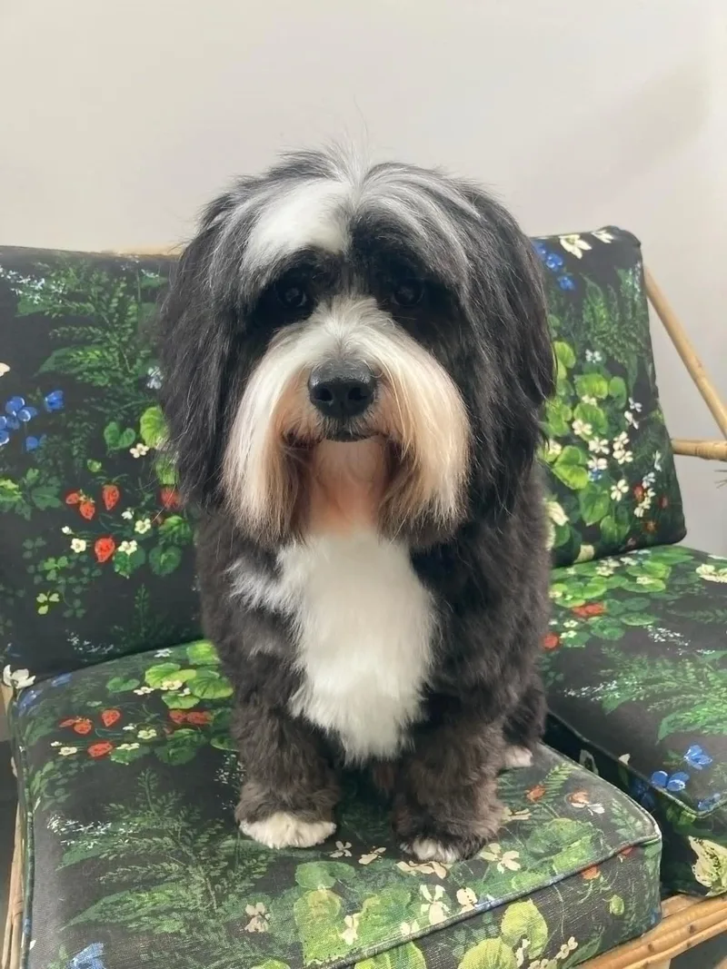 A young medium-sized male Tibetan Terrier dog named Cowboy for adoption in Scotch Plains, NJ