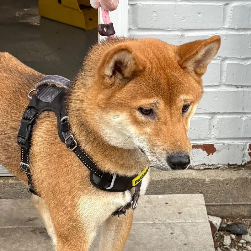 A young medium-sized male Red / Chestnut / Orange Shiba Inu dog named Hoss for adoption in Northbrook, IL