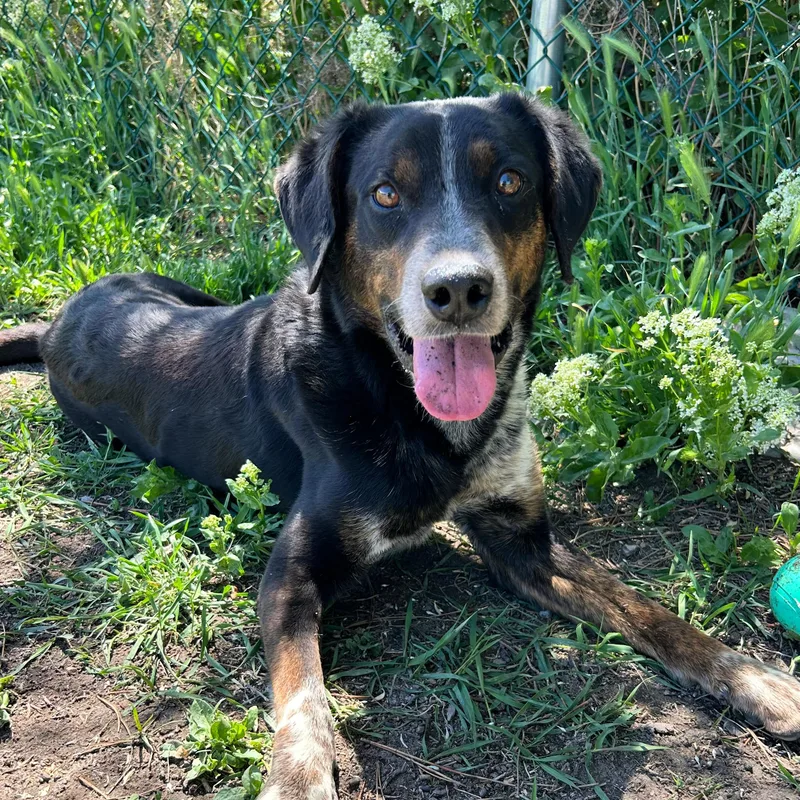 A young medium-sized male Tricolor (Brown, Black, & White) Australian Cattle Dog / Blue Heeler dog named Dude for adoption in Lindon, UT