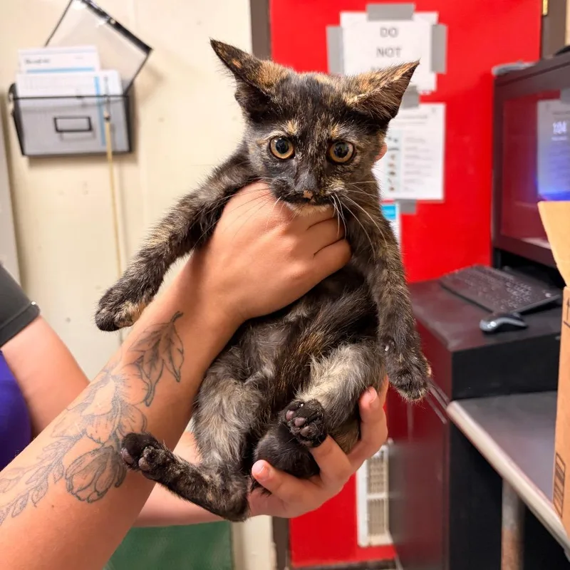 A baby small-sized female Tortoiseshell Domestic Short Hair cat named Mayflower for adoption in Bryan, TX