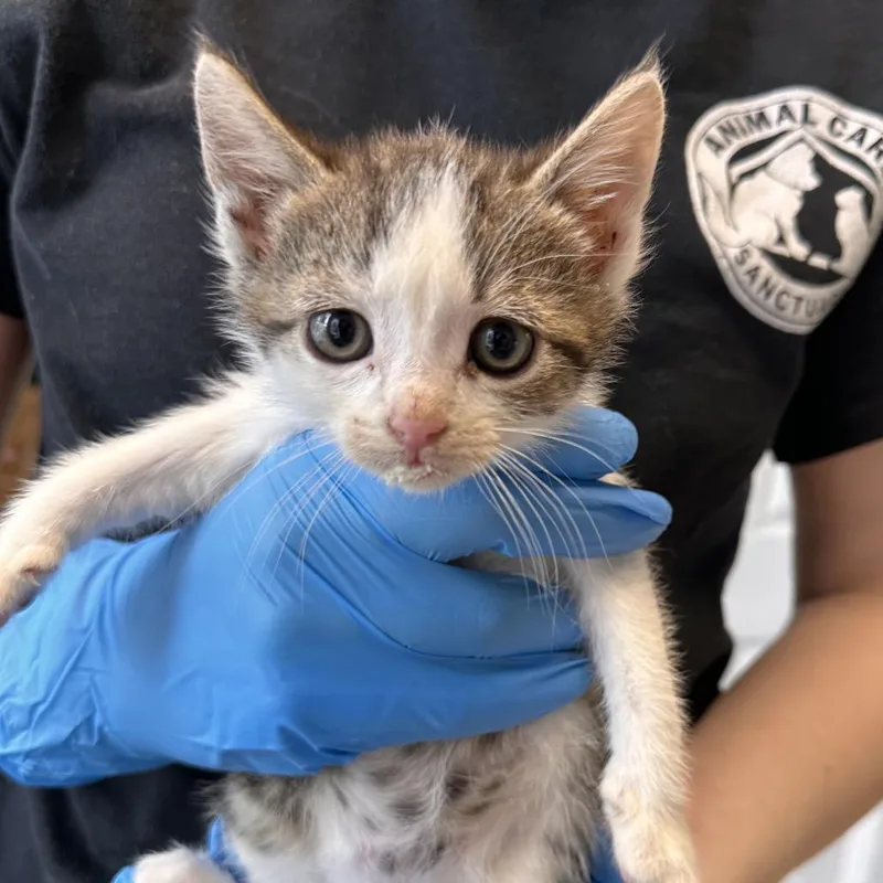 A baby small-sized female Brown / Chocolate Domestic Short Hair cat named Vans for adoption in East Smithfield , PA