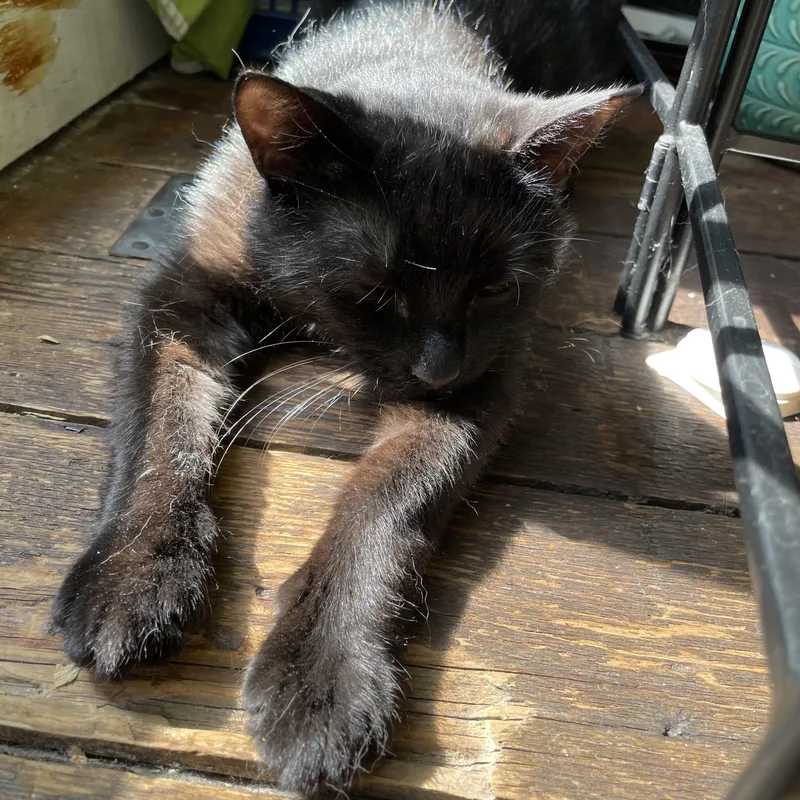 A baby small-sized female Black American Shorthair cat named Elphaba for adoption in New York, NY