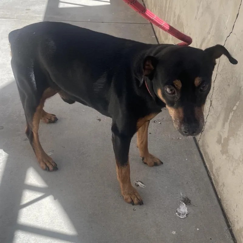 A senior small-sized male Black Miniature Pinscher dog named Berkley for adoption in San Gabriel, CA