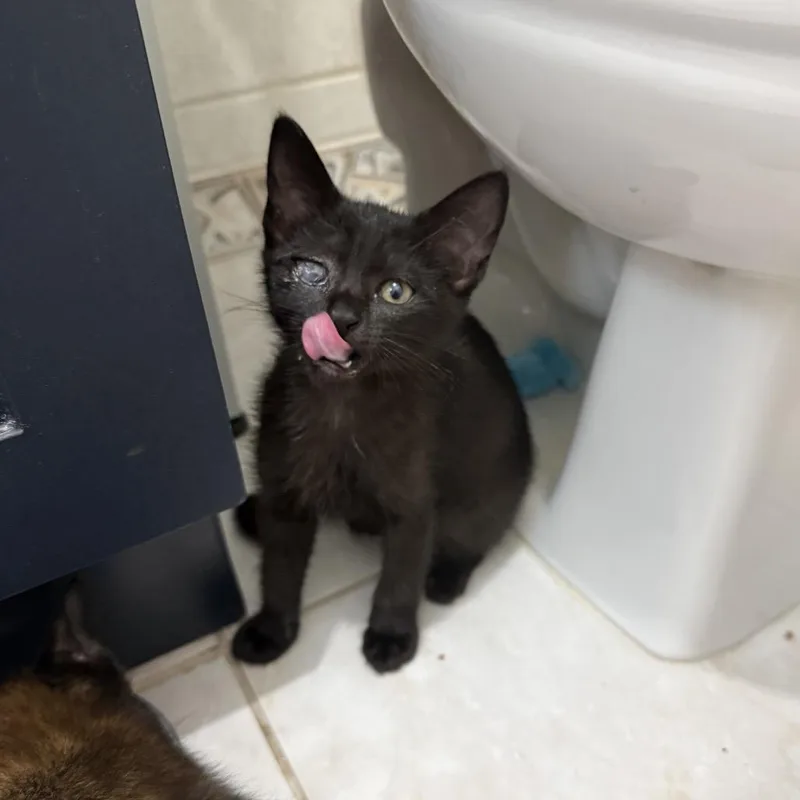 A baby small-sized female Black Domestic Short Hair cat named Teaser for adoption in Middle Village, NY