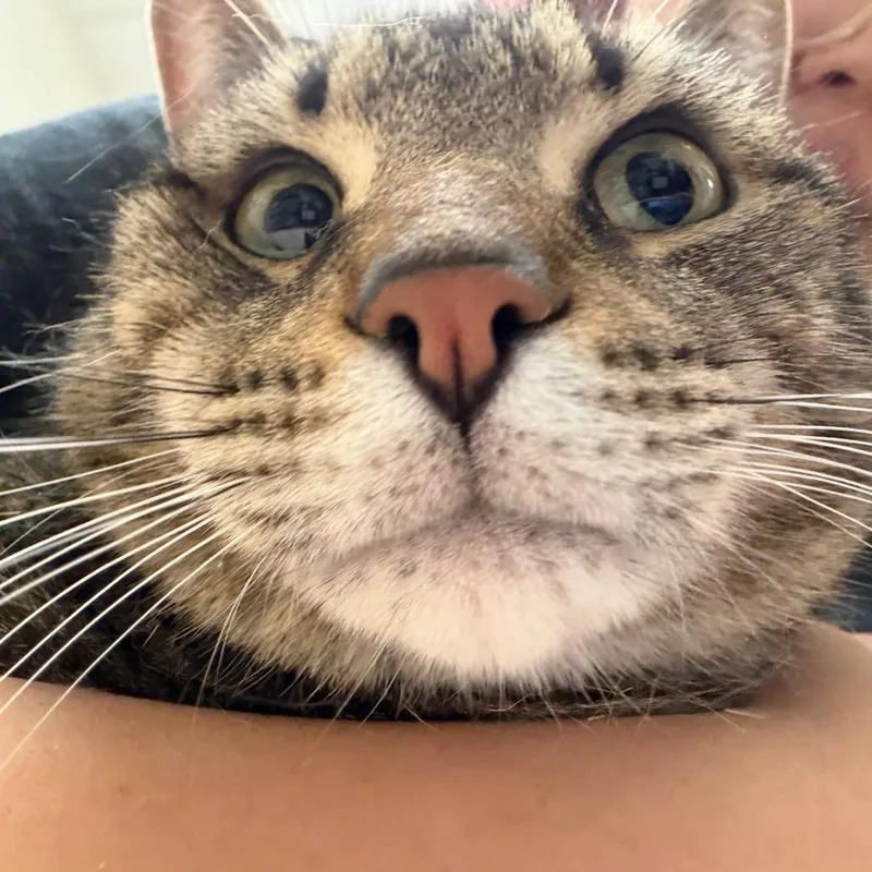 An adult large-sized male Brown / Chocolate Domestic Short Hair cat named Zinc for adoption in Murray, UT