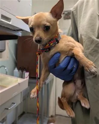 A young small-sized male Chihuahua dog named Benz for adoption in Sacramento, CA