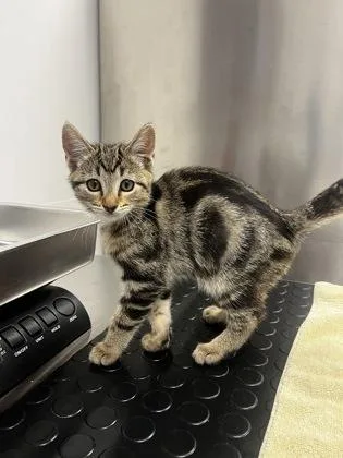 A young small-sized male Domestic Short Hair cat named Gelato for adoption in Roseville, CA