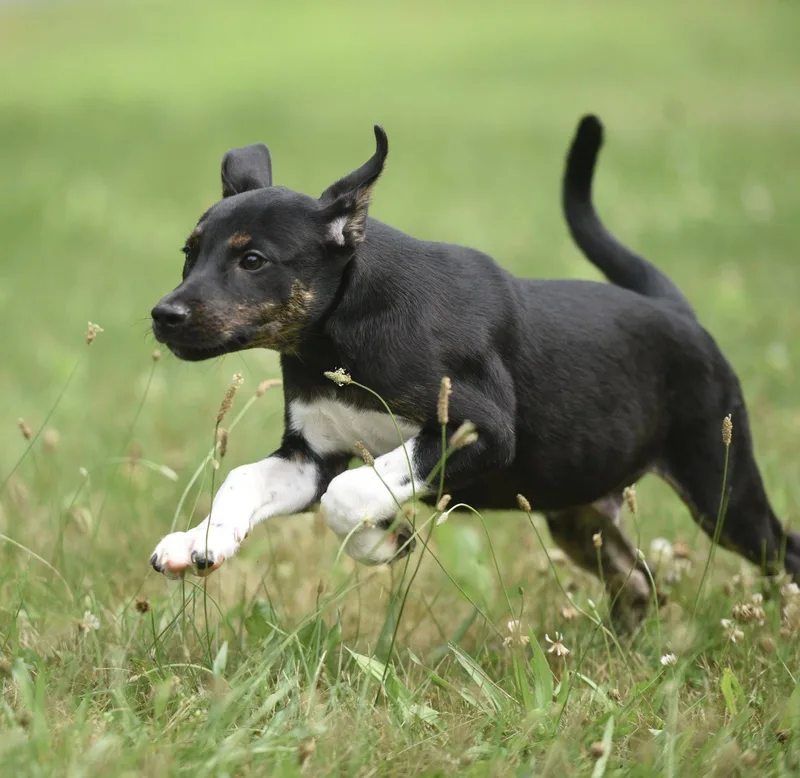 A baby medium-sized male Plott Hound dog named Pj for adoption in Mechanicsburg, PA
