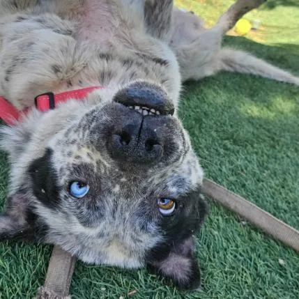 A senior medium-sized female Gray / Blue / Silver Australian Cattle Dog / Blue Heeler dog named Heart for adoption in Fort Collins, CO