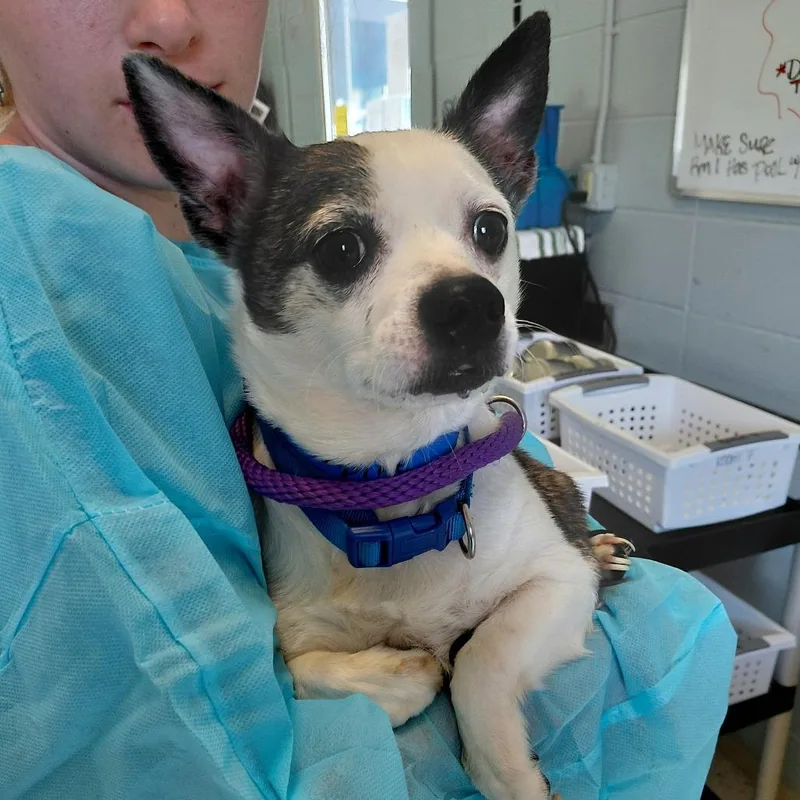 An adult small-sized male Chihuahua dog named Spike for adoption in LOXAHATCHEE, FL