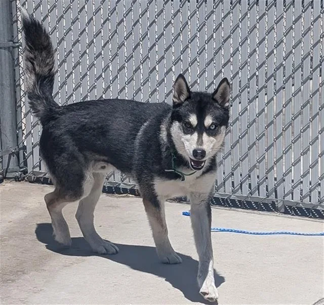 A young large-sized male Siberian Husky dog named Zeus for adoption in Denver, CO