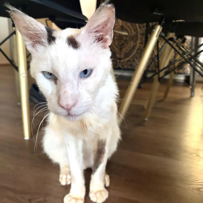 A senior small-sized male White Siamese cat named Adrian for adoption in Pacific Palisades, CA