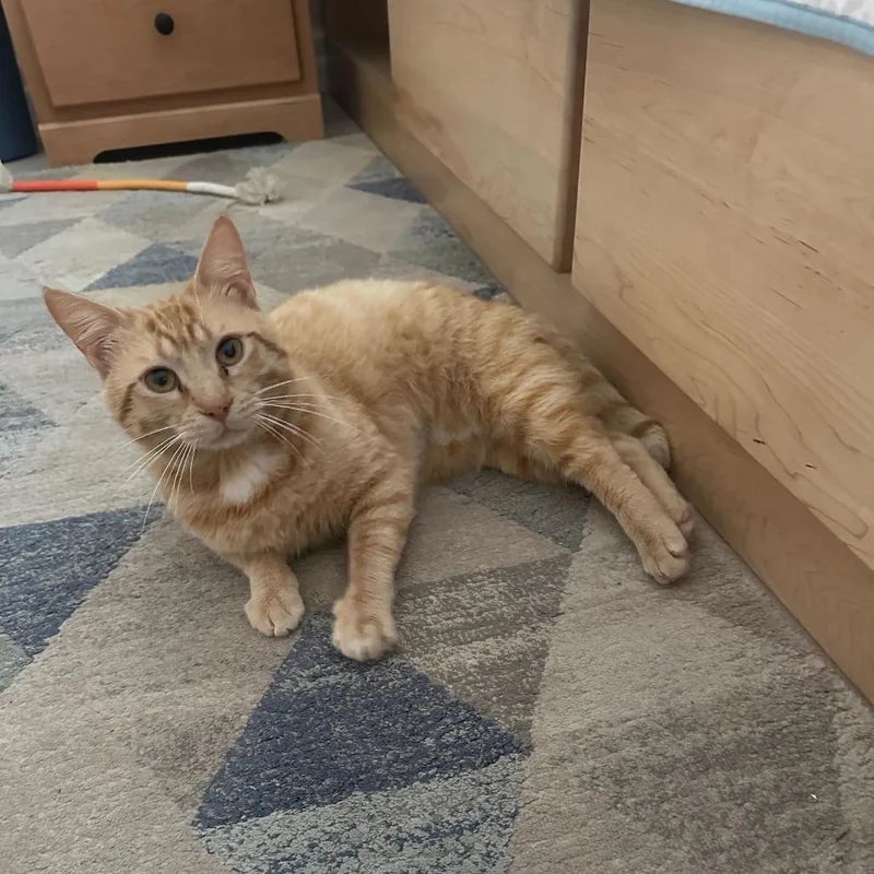 An adult medium-sized male Orange / Red Domestic Short Hair cat named George for adoption in Valdosta , GA