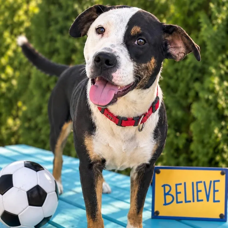 A young medium-sized male Tricolor (Brown, Black, & White) Mixed Breed dog named Dani Rojas for adoption in Cranston, RI
