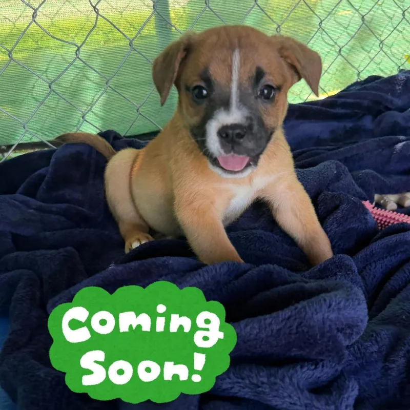 A baby small-sized female Yellow / Tan / Blond / Fawn Mixed Breed dog named Swiss Chard for adoption in Waynesville, NC