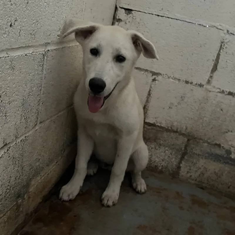 A young medium-sized male White / Cream Shepherd dog named Tanjiro for adoption in Edinburg, TX
