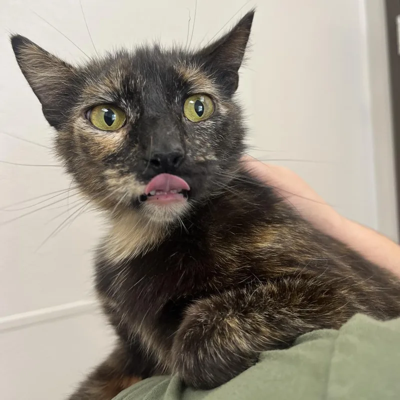 A young medium-sized female Black Domestic Short Hair cat named Tonya for adoption in Columbiana, AL