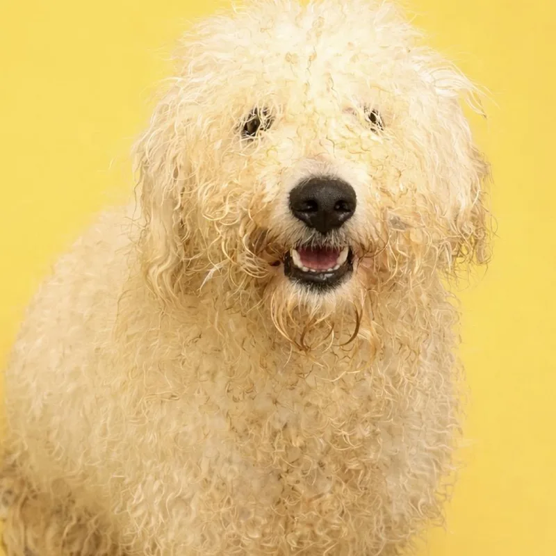 Fletcher thumbnail 2