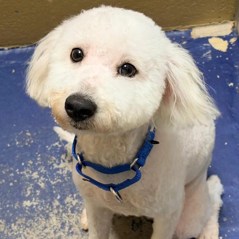 Fletcher thumbnail 3