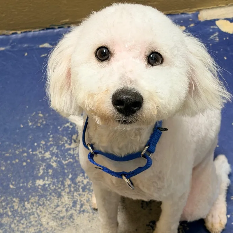 Fletcher thumbnail 4