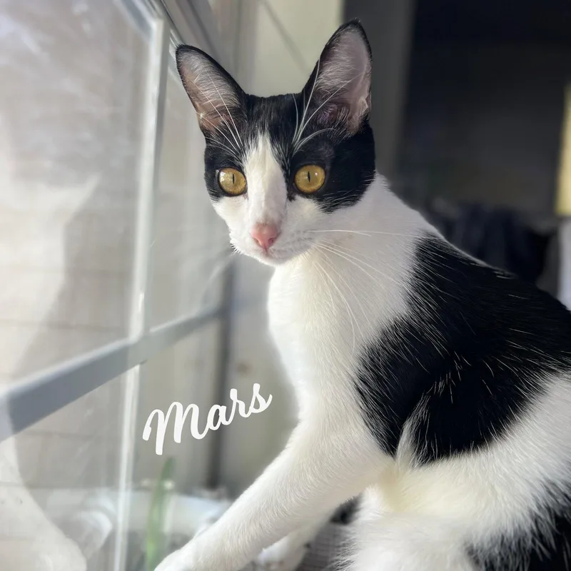 A young medium-sized female Black & White / Tuxedo Tuxedo cat named Mars Bondedtoneptune for adoption in Houston, TX
