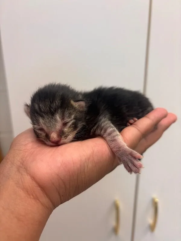 A young medium-sized male Black Domestic Short Hair cat named Sunny for adoption in Disputanta, VA