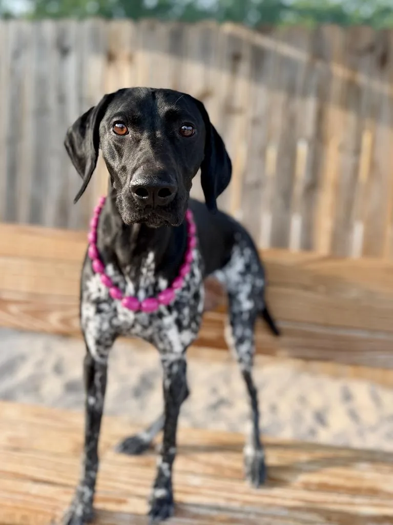 A young medium-sized female German Shorthaired Pointer dog named Taffy for adoption in Muskegon, MI