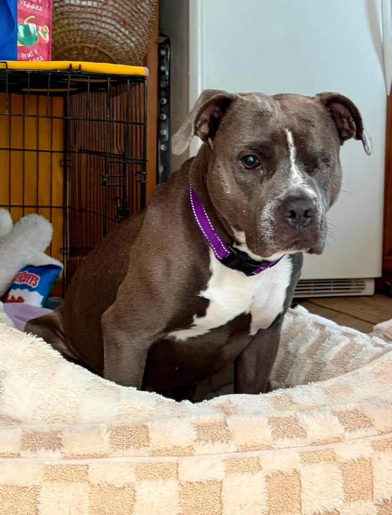 Nova