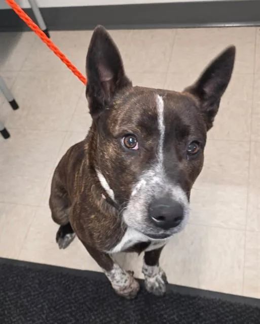 A young small-sized female Australian Cattle Dog / Blue Heeler dog named Scout for adoption in Olivette, MO