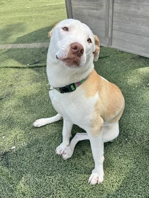An adult medium-sized female Labrador Retriever dog named Misty for adoption in Manchester, CT
