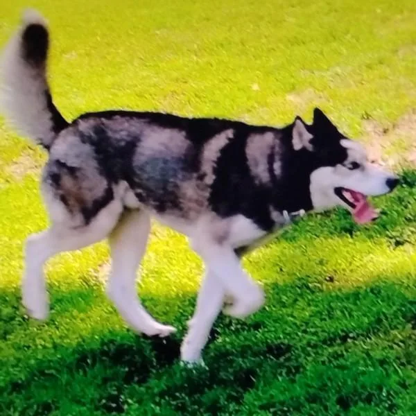 An adult large-sized male Husky dog named Togo for adoption in Des Moines, IA