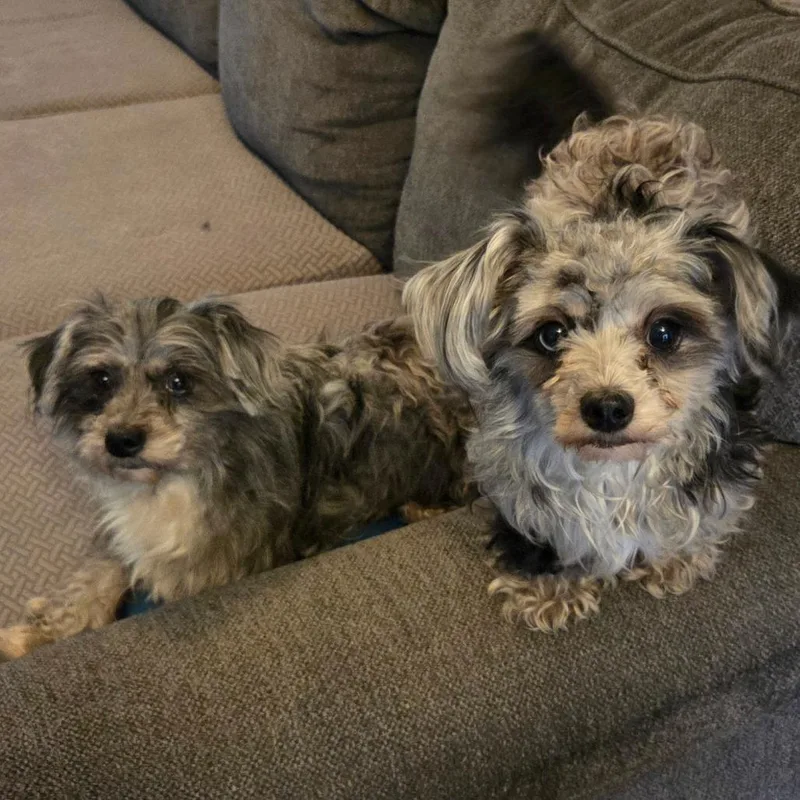 A young small-sized female Gray / Blue / Silver Australian Shepherd dog named Sandy for adoption in Brownsboro, AL
