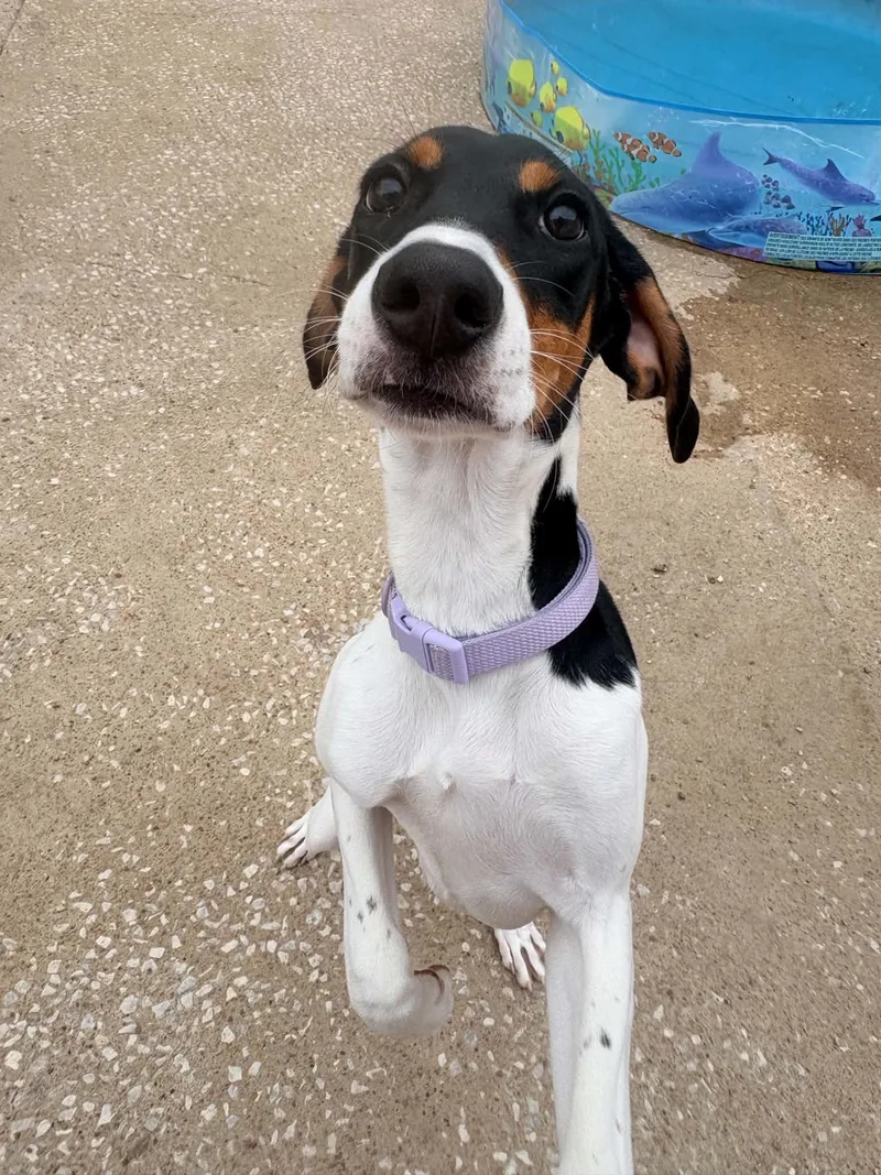A young medium-sized female English Foxhound dog named Twyla for adoption in Kansas City, MO